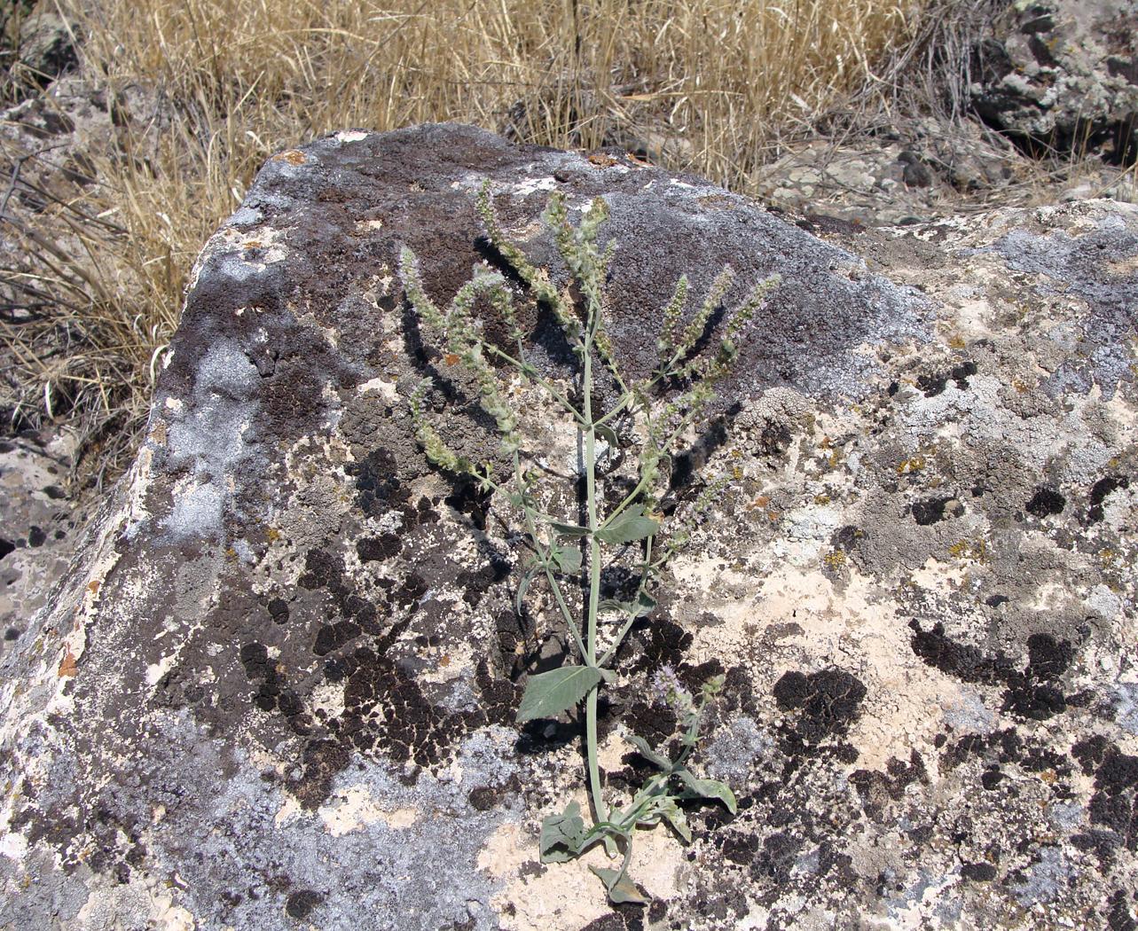 Изображение особи семейство Lamiaceae.