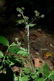 Sanicula europaea. Верхушка плодоносящего растения, поражённого белокрылкой. Краснодарский край, муниципальное образование город-курорт Сочи, Адлерский р-н, Кудепстинский сельский округ, окр. пос. Дубравный, Кудепстинский дендропарк, широколиственный лес. 05.07.2024.