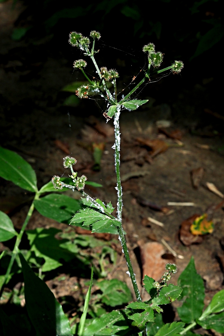 Image of Sanicula europaea specimen.