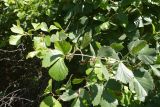 Rhoicissus tridentata. Побег плодоносящего растения. ЮАР, пров. Гаутенг, пригород Киблер Парк (Kibler Park), природный запов. \"Клиприверсберг\" (Klipriviersberg Nature Reserve), саванна, экотропа \"Киперсол\" (Kiepersol Trail). 20.01.2025.
