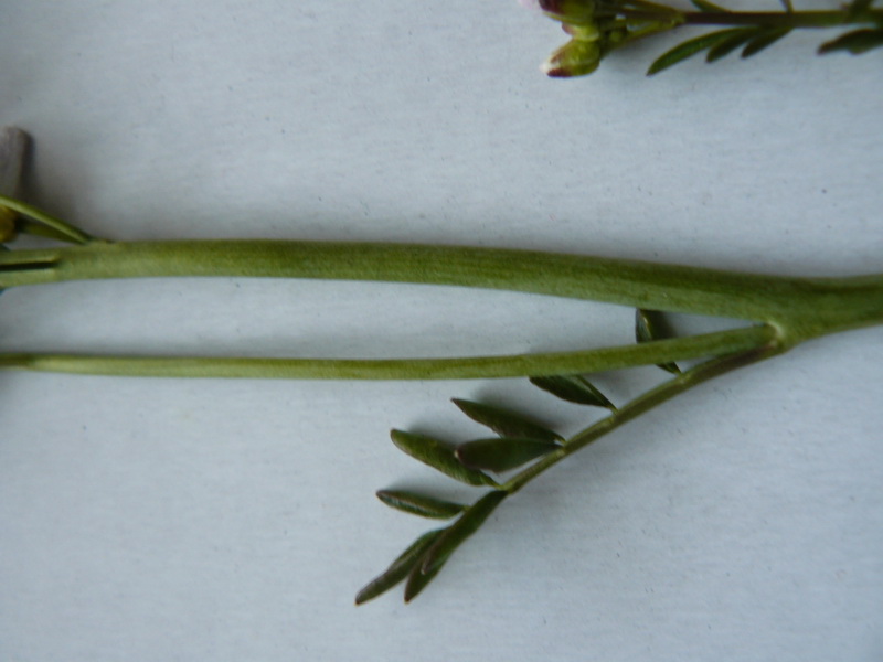 Image of Cardamine dentata specimen.