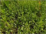 Arenaria serpyllifolia. Цветущие растения. Чувашия, окр. г. Шумерля, старая узкоколейка. 16 июня 2011 г.