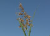 Phragmites australis. Верхушка стебля с соцветием. Московская обл., Раменский р-н, окр. дер. Хрипань, поле. 31.08.2004.
