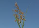 Phragmites australis