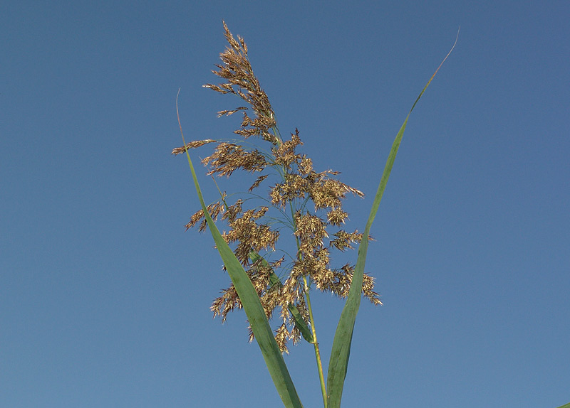 Изображение особи Phragmites australis.