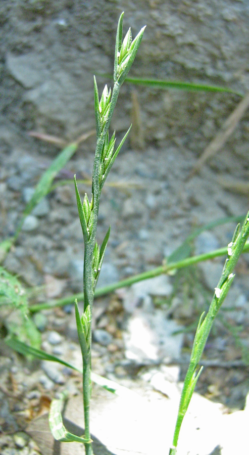 Image of Lolium remotum specimen.