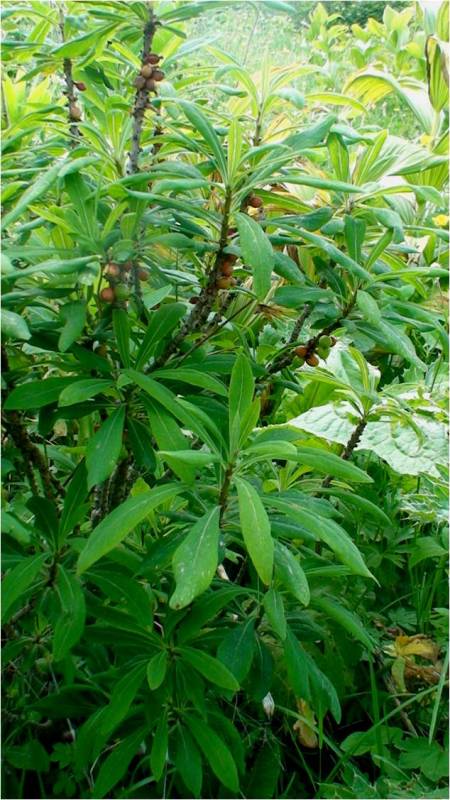 Image of Daphne mezereum specimen.