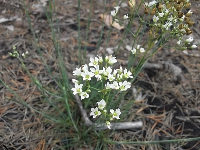 Image of Eremogone saxatilis specimen.