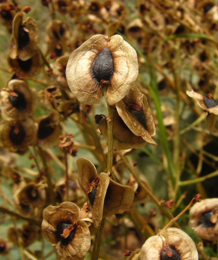 Image of Rheum turkestanicum specimen.