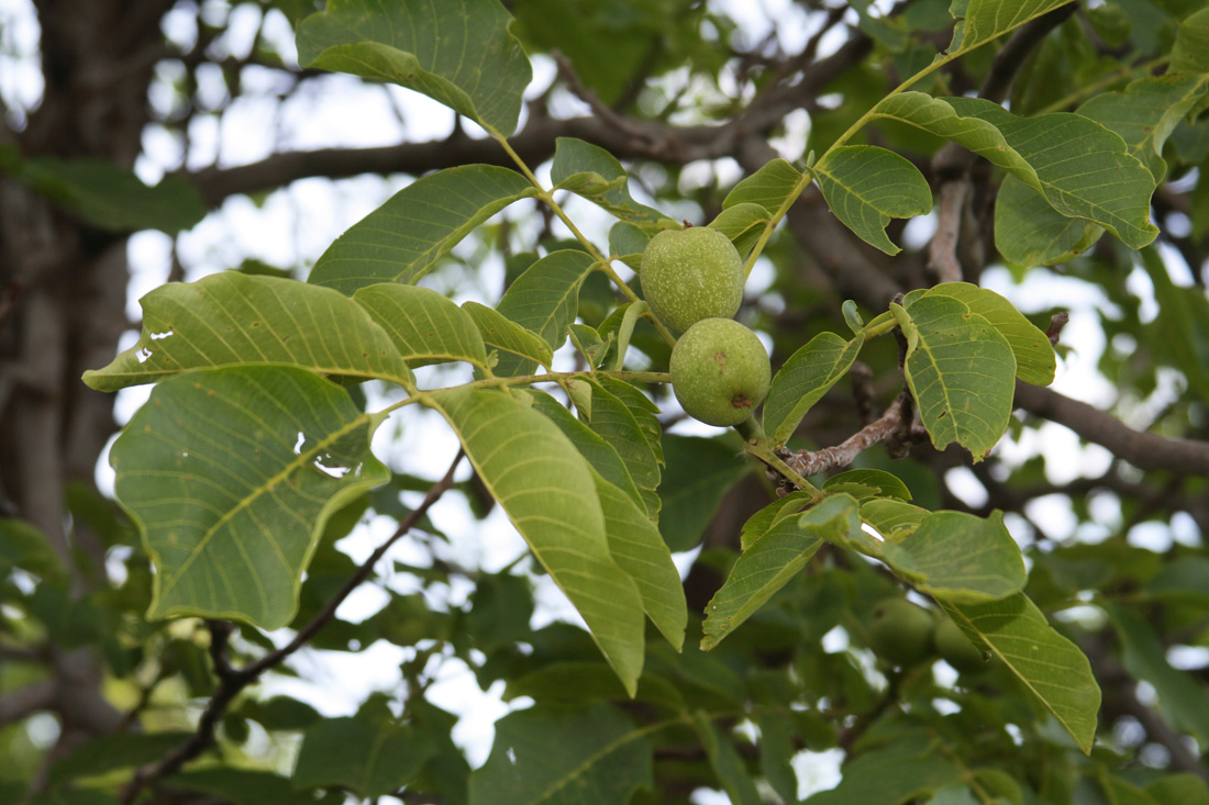 Изображение особи Juglans regia.