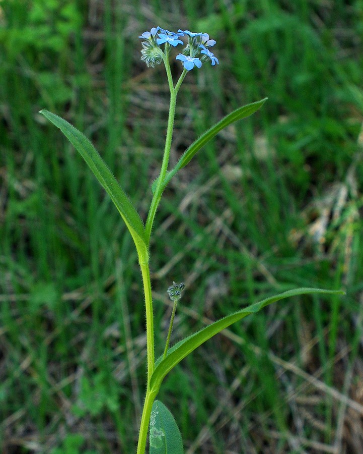 Изображение особи Myosotis sylvatica.