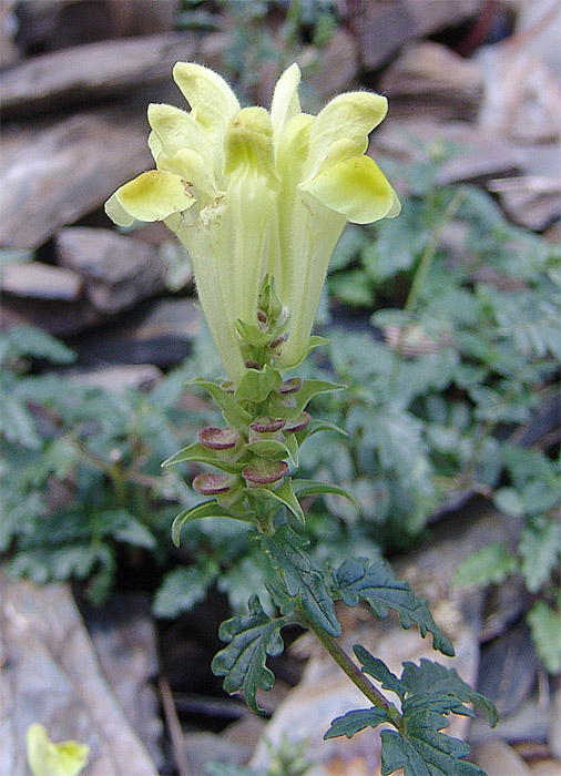 Изображение особи Scutellaria raddeana.