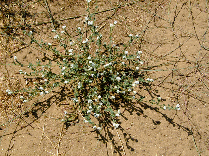 Изображение особи Heliotropium suaveolens.