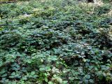 Rubus hirtus