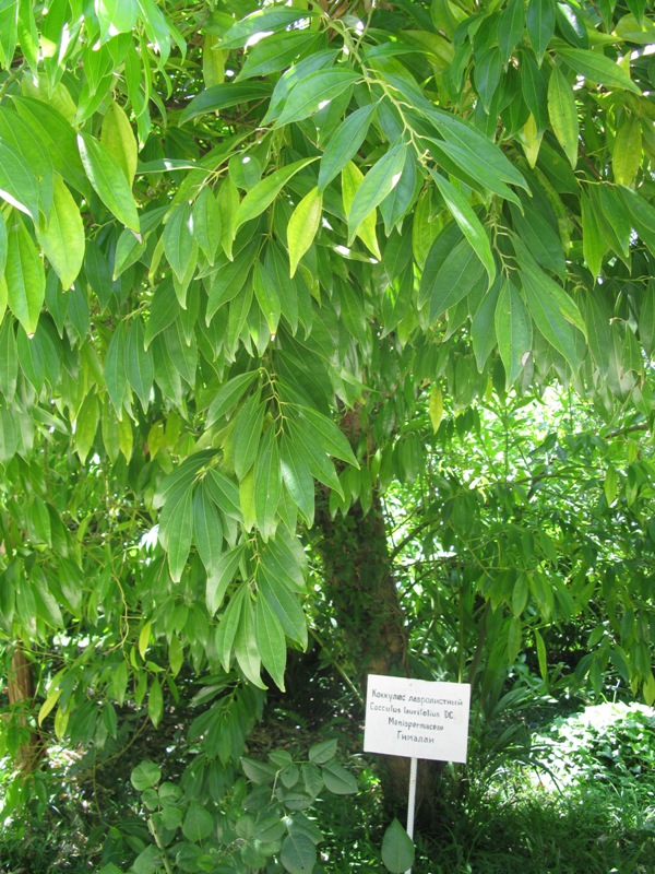 Image of Cocculus laurifolius specimen.