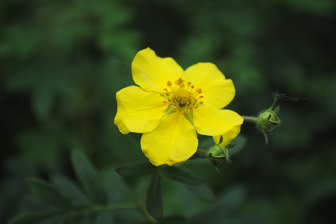 Изображение особи Dasiphora fruticosa.