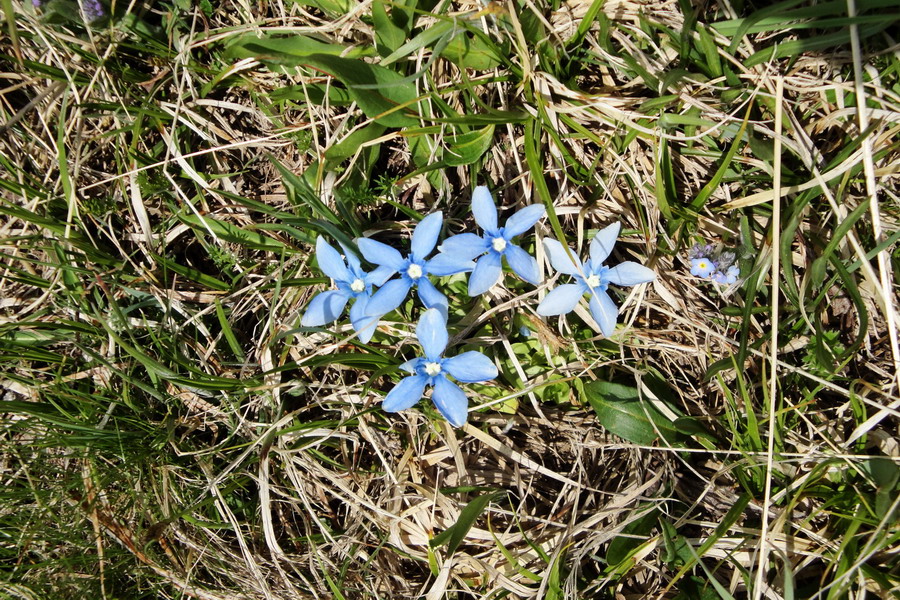 Image of Gentiana pontica specimen.