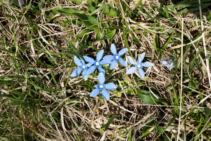 Изображение особи Gentiana pontica.