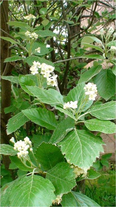 Изображение особи Sorbus hajastana.