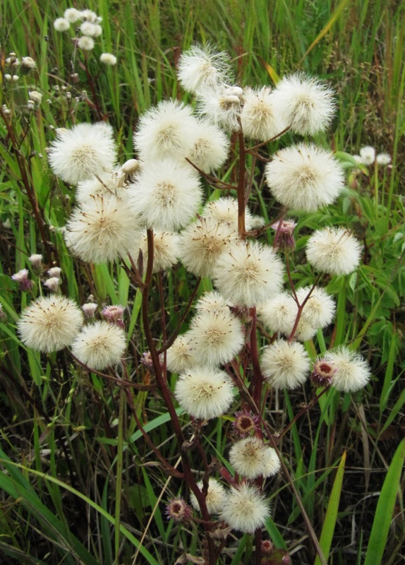 Изображение особи Erigeron acris.