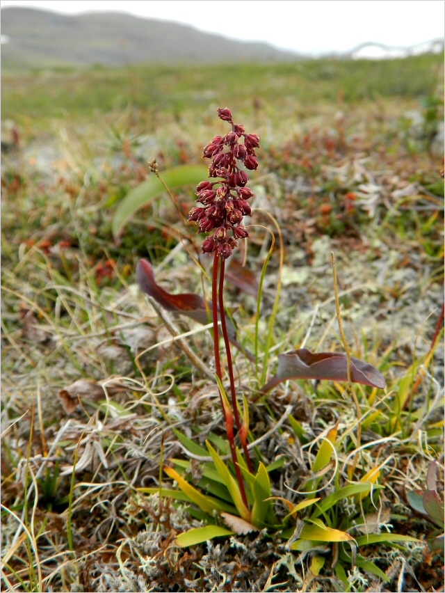 Image of Tofieldia coccinea specimen.