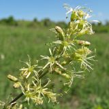 Silene chersonensis. Цветки. Украина, Донецкая обл., Константиновский р-н, песчаный степной склон долины р. Калиновка. 27.05.2011.