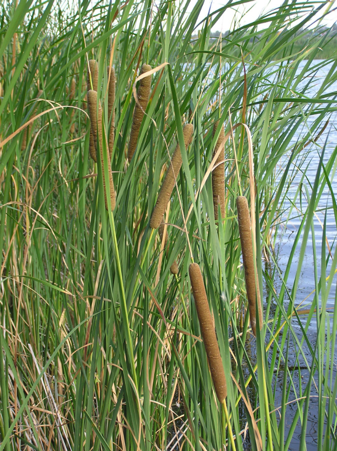 Изображение особи Typha angustifolia.