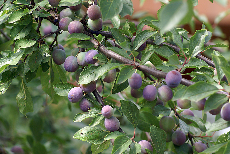 Изображение особи Prunus spinosa.