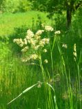 Dactylis glomerata