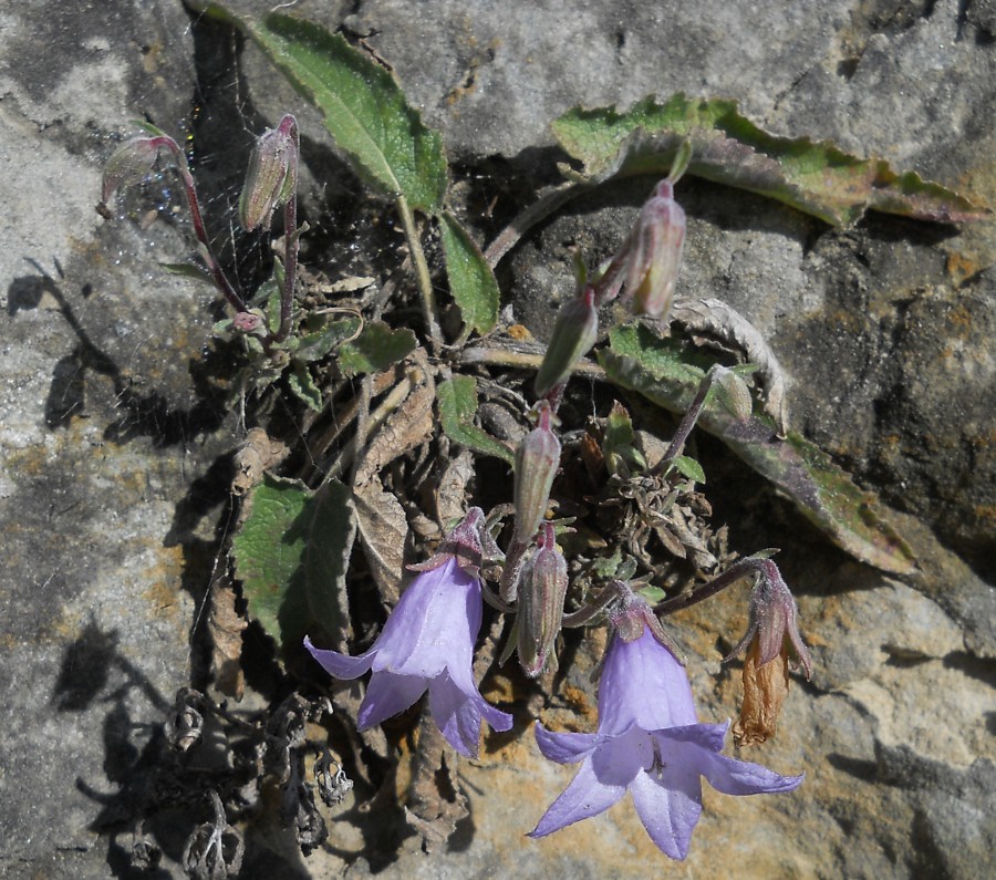 Image of Campanula sarmatica specimen.