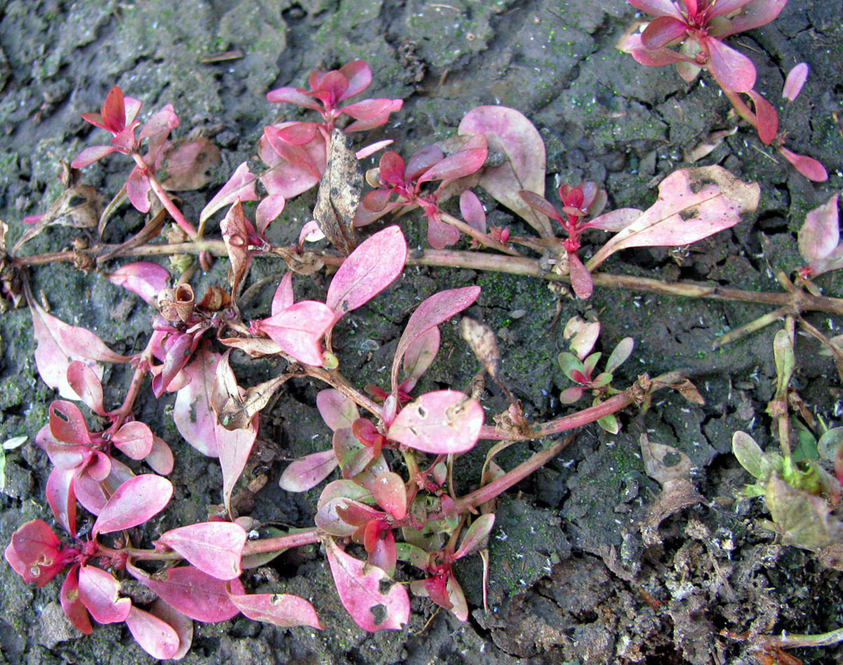 Image of Peplis portula specimen.