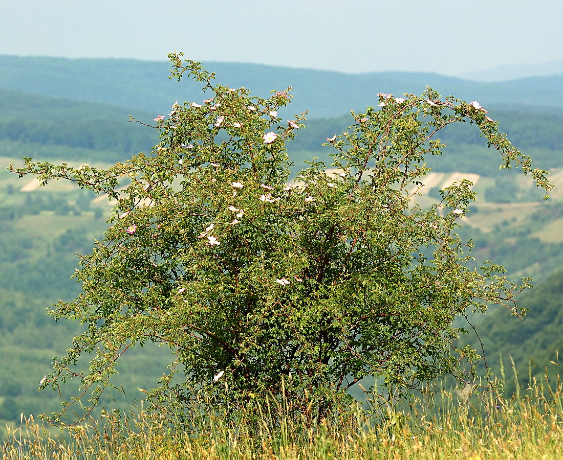 Изображение особи Rosa canina.