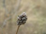 Poterium polygamum