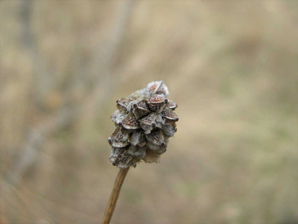 Image of Poterium polygamum specimen.