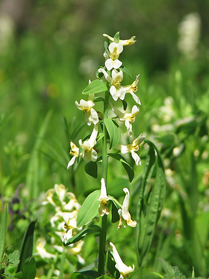 Изображение особи Corydalis marschalliana.