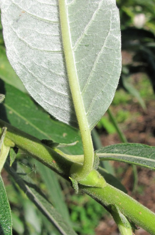 Image of Salix gmelinii specimen.