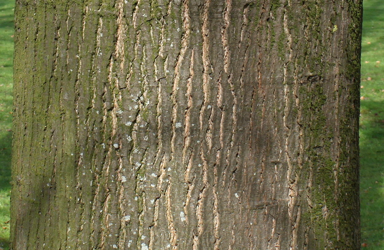 Image of Quercus rubra specimen.