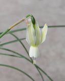 Narcissus разновидность alejandrei