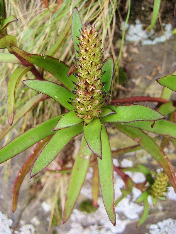 Image of Orostachys maximowiczii specimen.