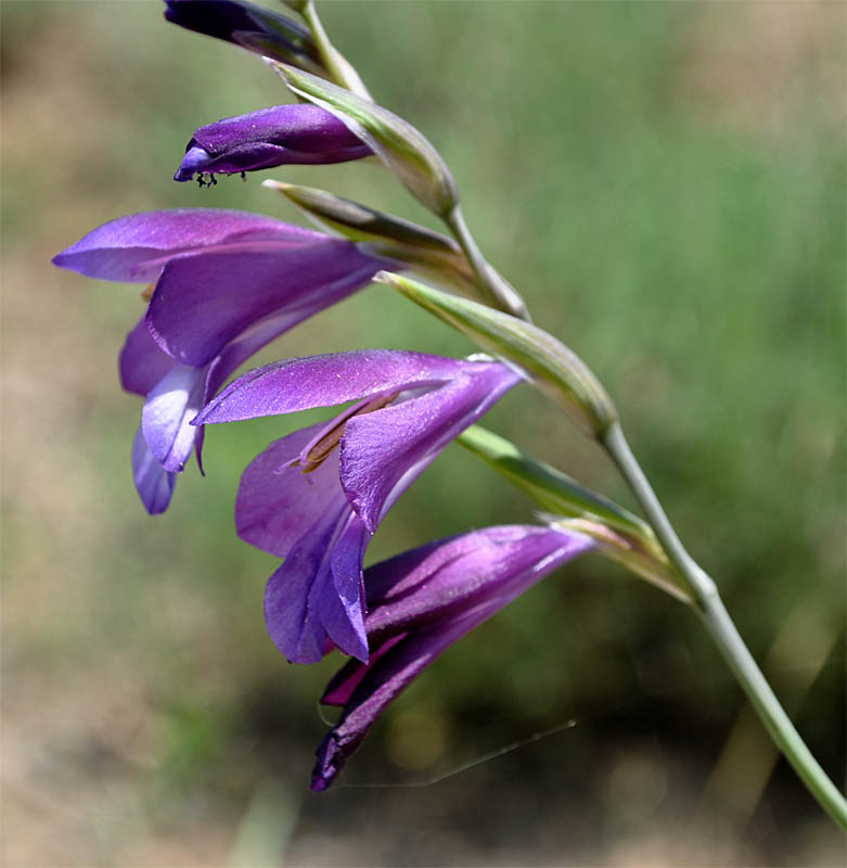 Image of Gladiolus atroviolaceus specimen.