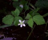 Rubus caesius. Верхушка побега с цветком. Курская обл., Железногорский р-н, берег р. Большой Мицень. 15 августа 2007 г.