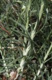 Helichrysum italicum. Побеги. Крым, Ялта, Грузпорт. 29 мая 2012 г.