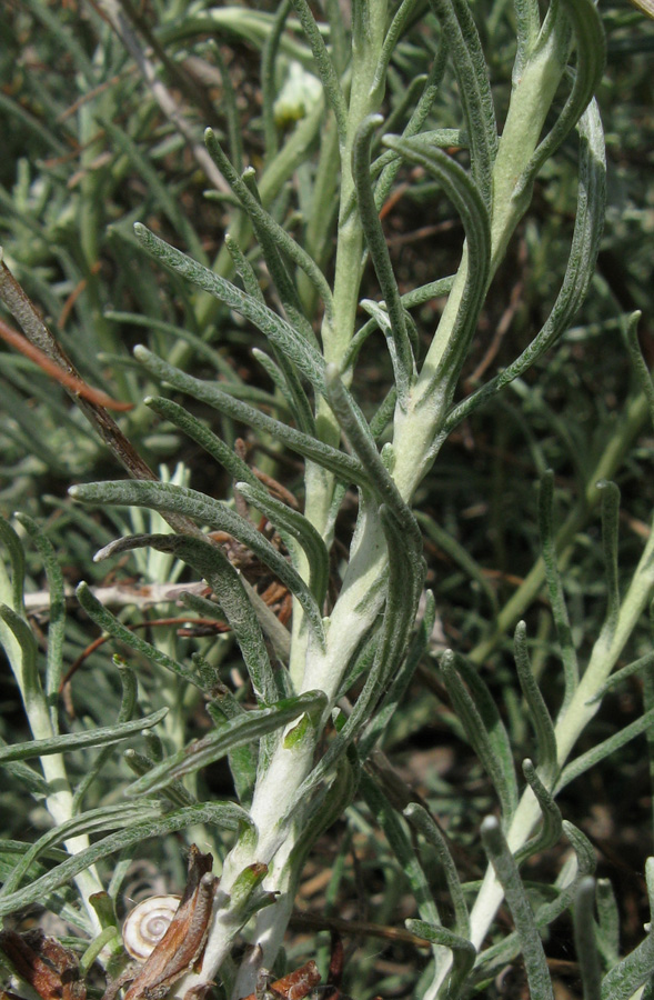 Изображение особи Helichrysum italicum.