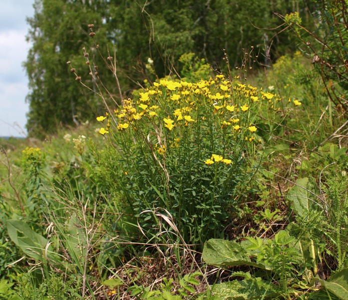 Изображение особи Linum flavum.