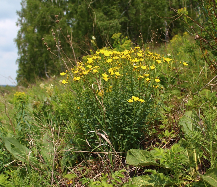 Image of Linum flavum specimen.