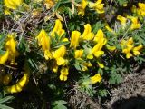 Caragana leucospina