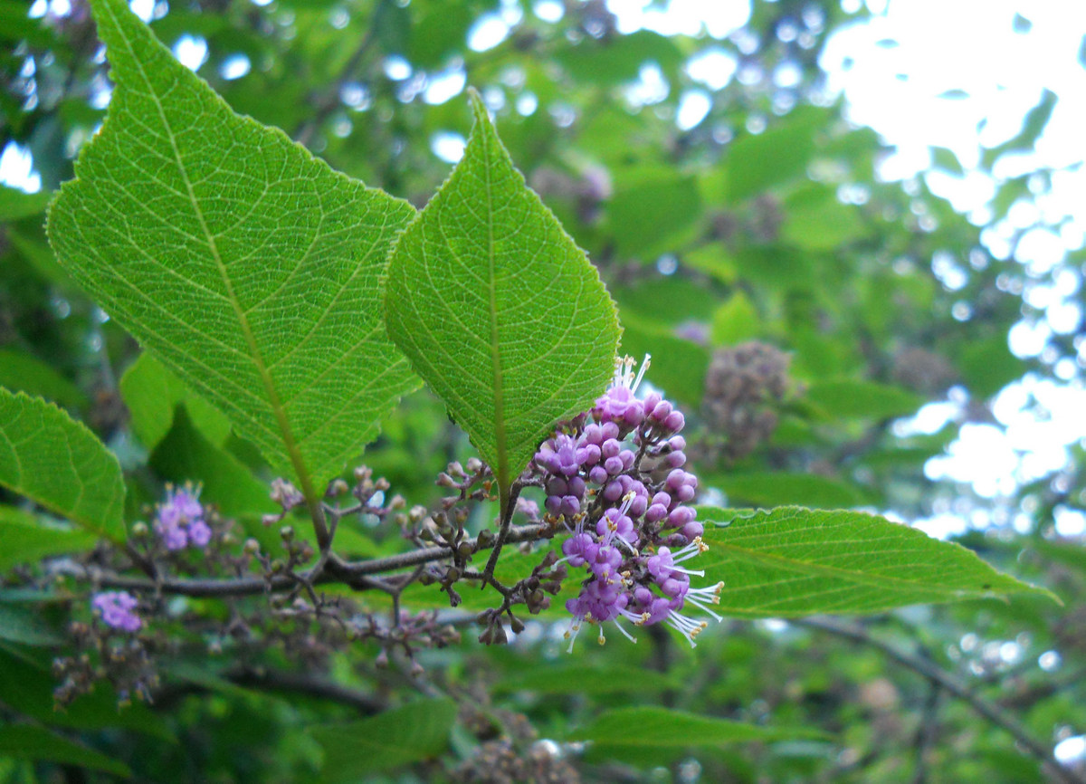 Image of Callicarpa bodinieri specimen.