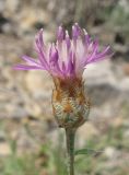 Centaurea caprina. Соцветие. Крым, Ялтинский заповедник, окр. пос. Кацивели, берег моря. 30 июня 2012 г.