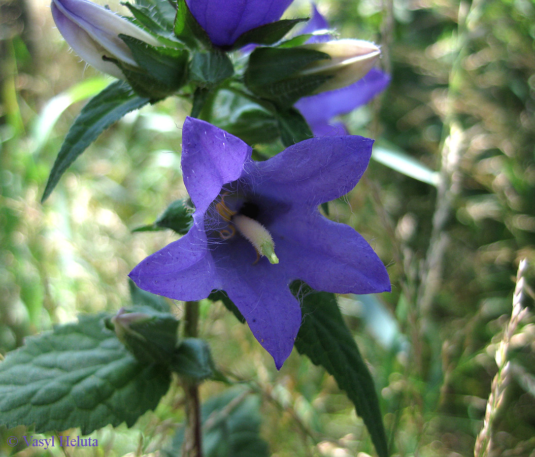 Image of Campanula trachelium specimen.