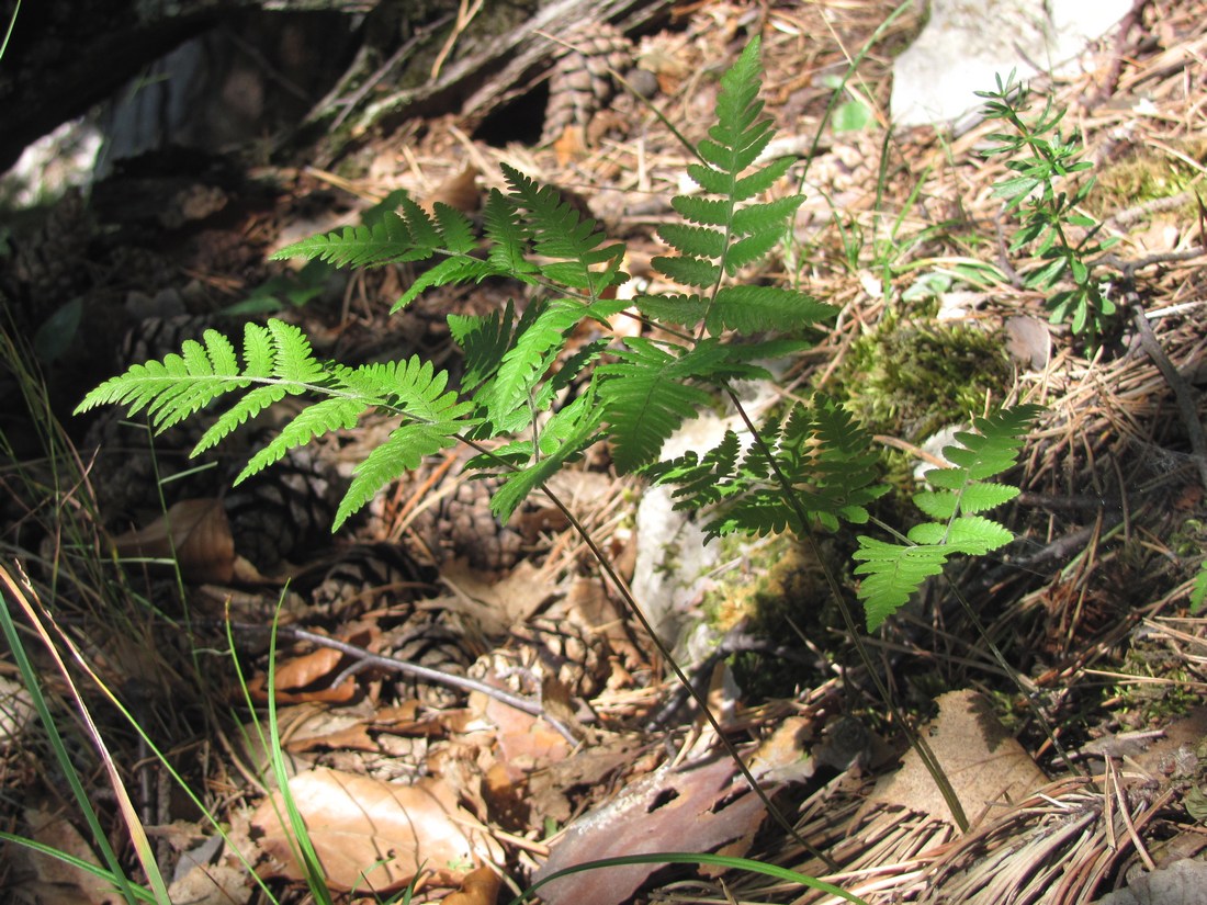 Изображение особи Gymnocarpium robertianum.